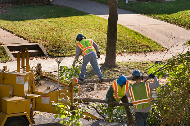 Best Tree Trimming and Pruning  in Sutter Creek, CA